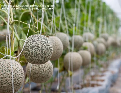 Sản xuất dưa lưới công nghệ cao – Gieo cơ hội, gặt thành công!