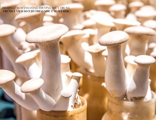Trồng nấm ăn và dược liệu – Làm giàu từ nông nghiệp sạch